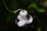 Swamp leather flower